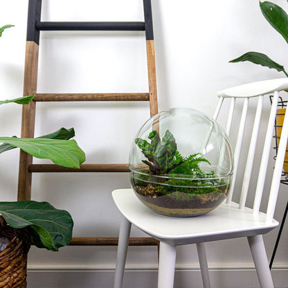 Dome | DIY terrarium 4 - LushLeaf | Online planten bestellen