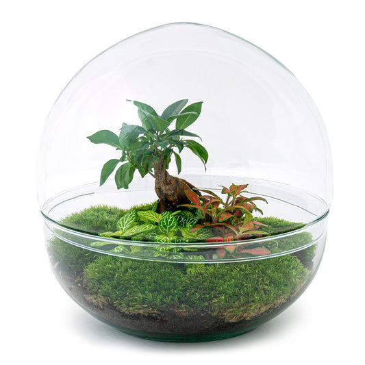 Dome - Ficus Ginseng Bonsai | DIY terrarium 1 - LushLeaf | Online planten bestellen