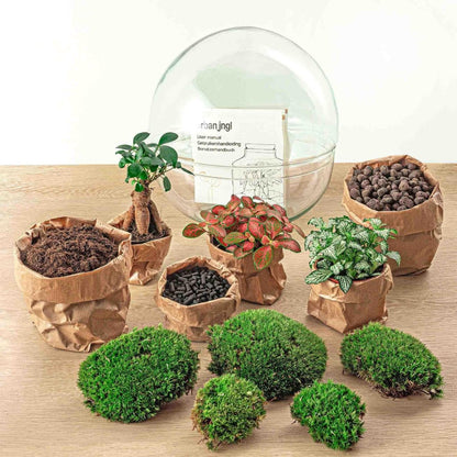 Dome - Ficus Ginseng Bonsai | DIY terrarium 2 - LushLeaf | Online planten bestellen