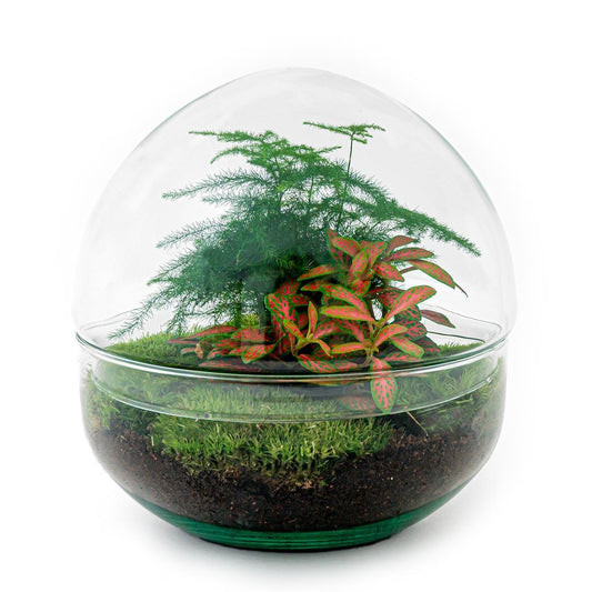 Dome Red | DIY terrarium 1 - LushLeaf | Online planten bestellen