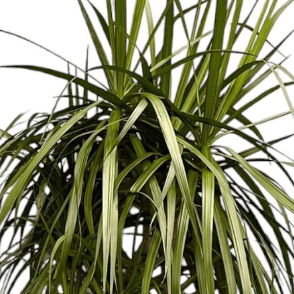 Dracaena Anita Variegata 2 - LushLeaf | Online planten bestellen
