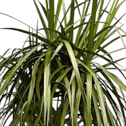 Dracaena Anita Variegata 2 - LushLeaf | Online planten bestellen
