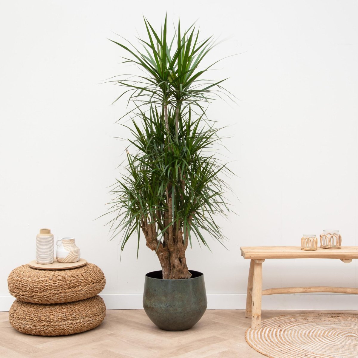 Dracaena Anita Variegata 3 - LushLeaf | Online planten bestellen