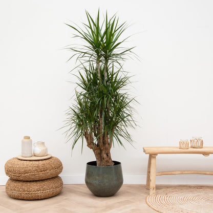 Dracaena Anita Variegata 3 - LushLeaf | Online planten bestellen