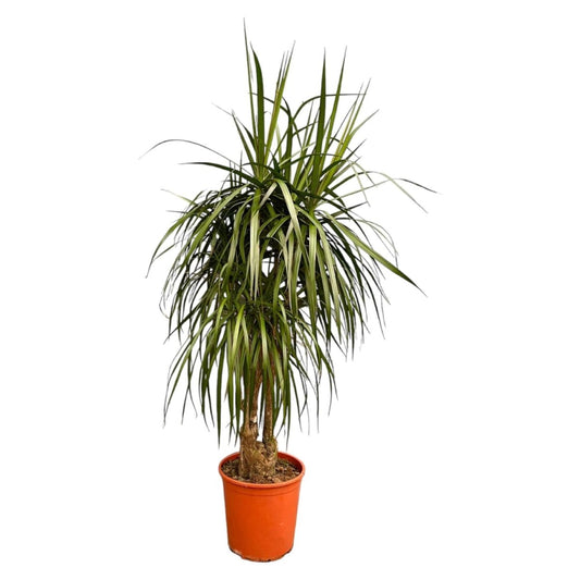 Dracaena Anita Variegata 1 - LushLeaf | Online planten bestellen