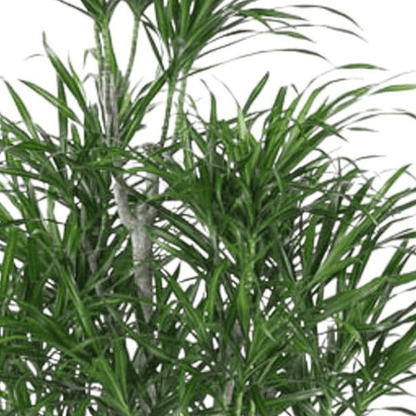 Dracaena Anita vertakt 2 - LushLeaf | Online planten bestellen