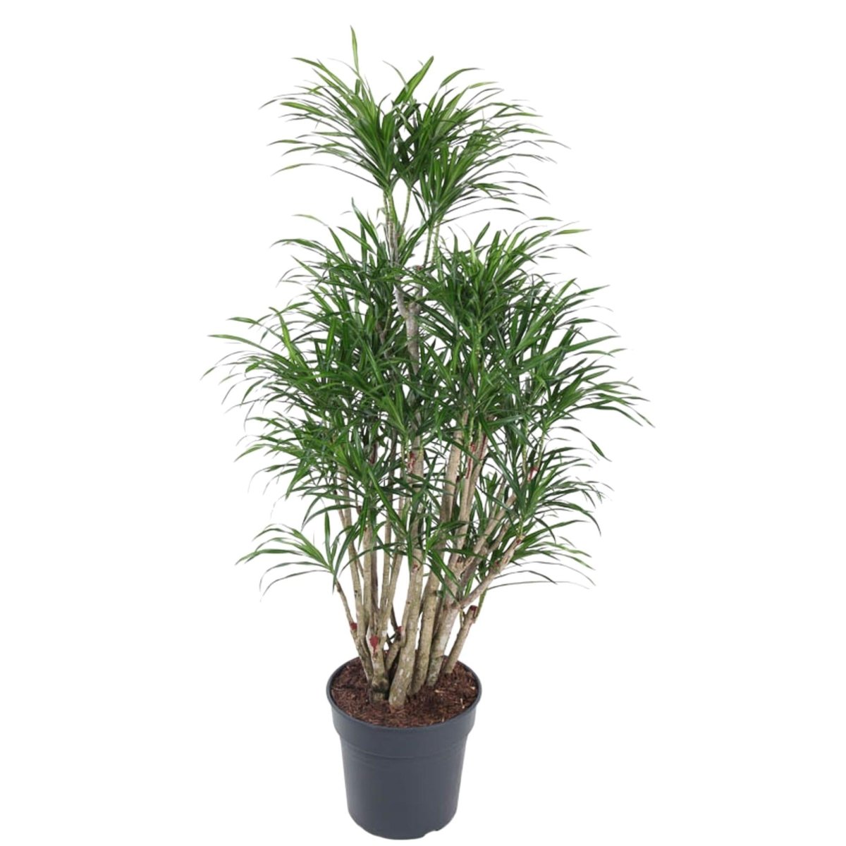 Dracaena Anita vertakt 1 - LushLeaf | Online planten bestellen