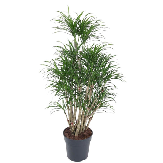 Dracaena Anita vertakt 1 - LushLeaf | Online planten bestellen