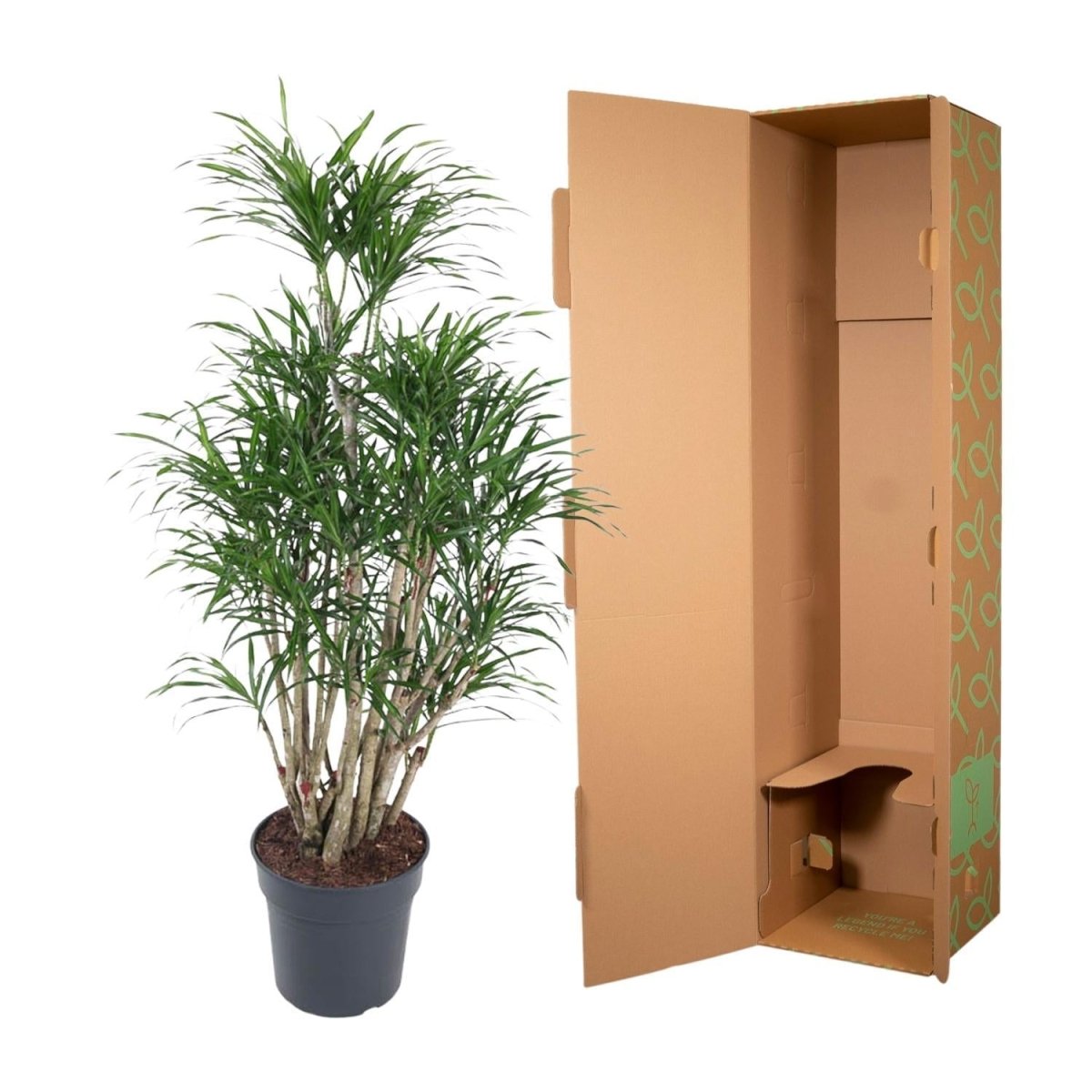 Dracaena Anita vertakt 5 - LushLeaf | Online planten bestellen