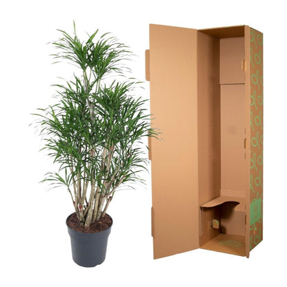 Dracaena Anita vertakt 5 - LushLeaf | Online planten bestellen