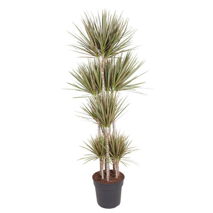 Dracaena Bicolor Carrousel 1 - LushLeaf | Online planten bestellen