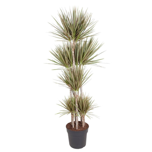 Dracaena Bicolor Carrousel 1 - LushLeaf | Online planten bestellen
