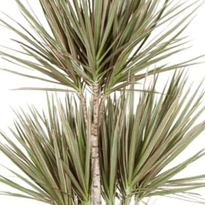 Dracaena Bicolor Carrousel 2 - LushLeaf | Online planten bestellen