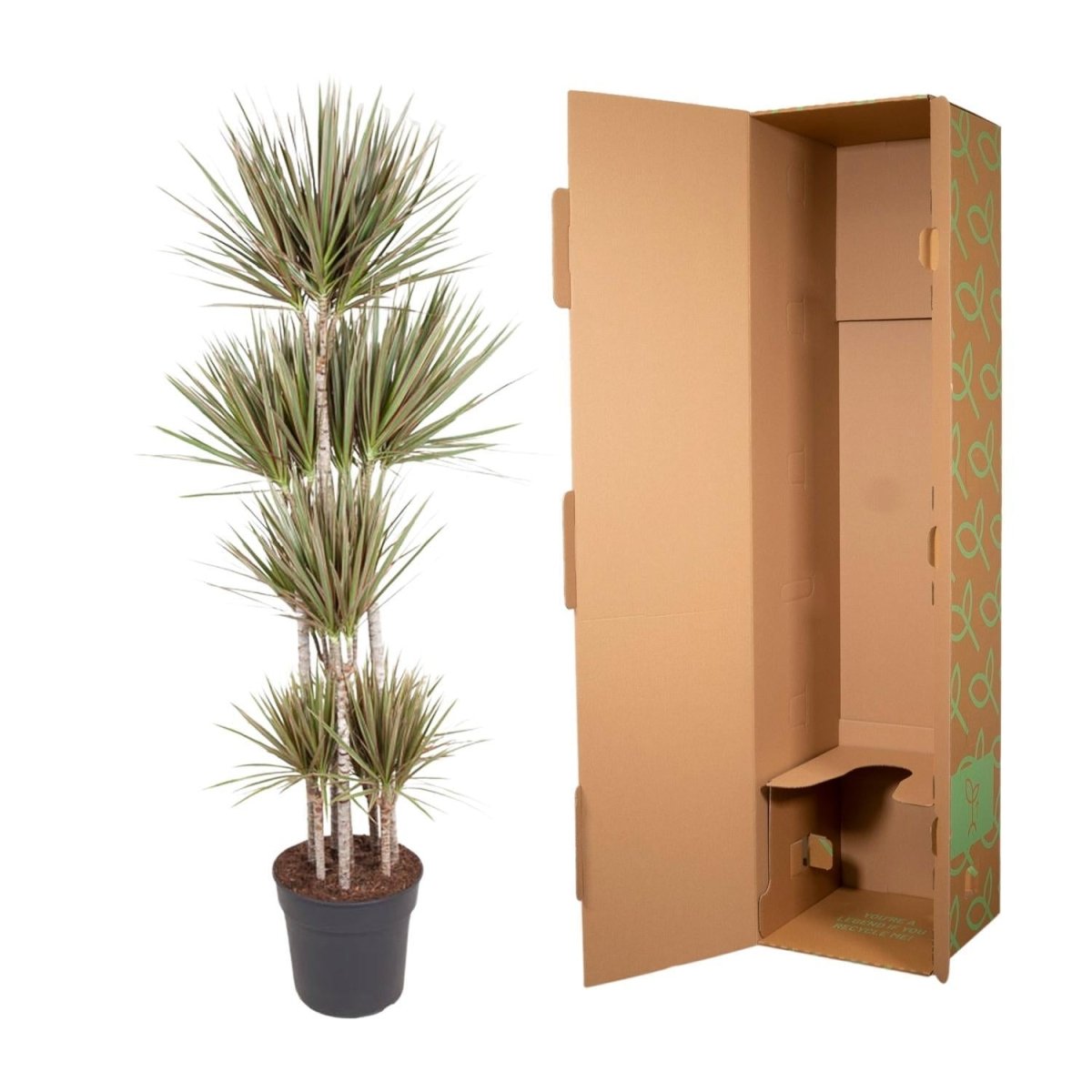 Dracaena Bicolor Carrousel 5 - LushLeaf | Online planten bestellen
