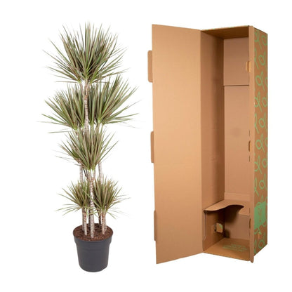 Dracaena Bicolor Carrousel 5 - LushLeaf | Online planten bestellen