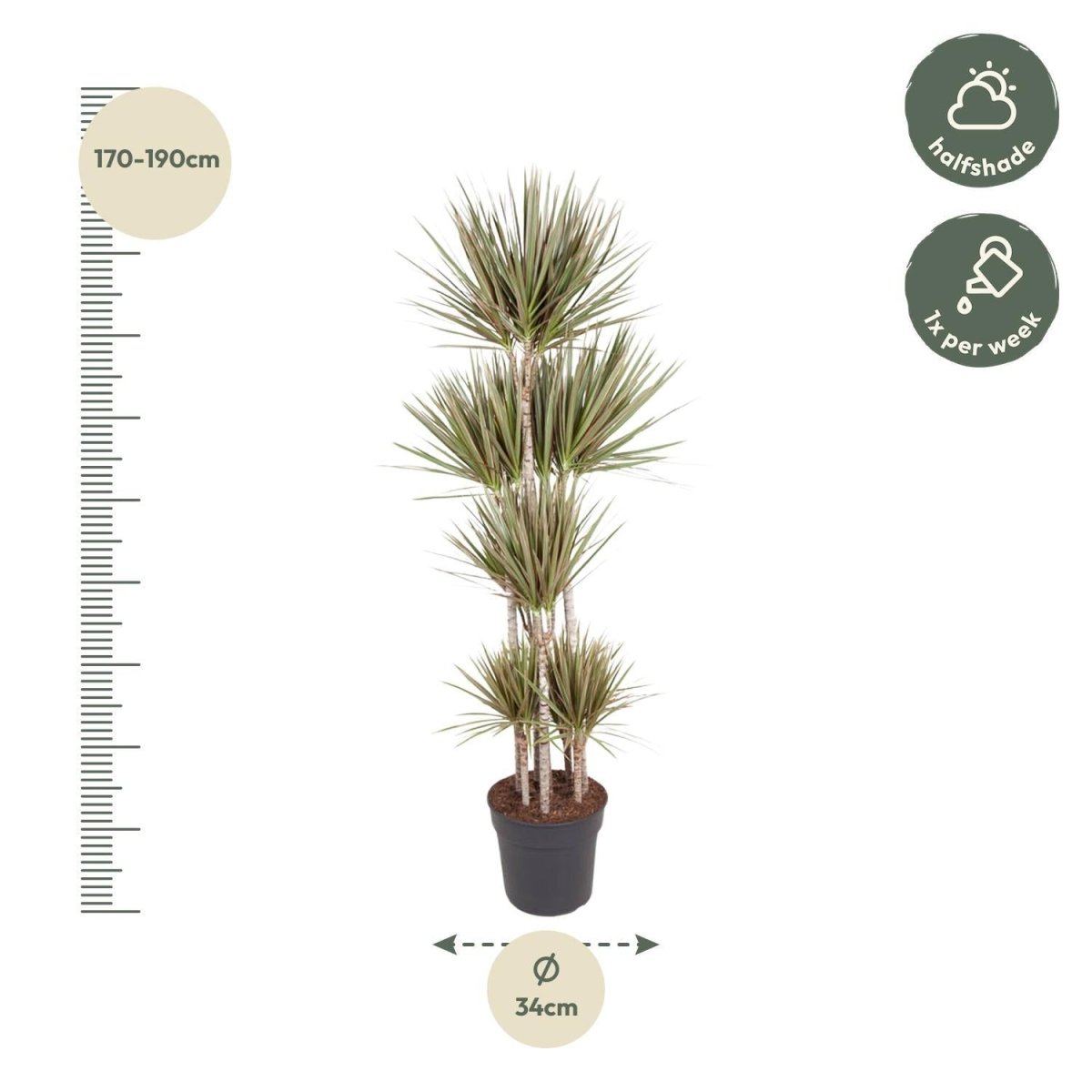 Dracaena Bicolor Carrousel 4 - LushLeaf | Online planten bestellen