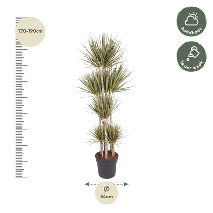 Dracaena Bicolor Carrousel 4 - LushLeaf | Online planten bestellen