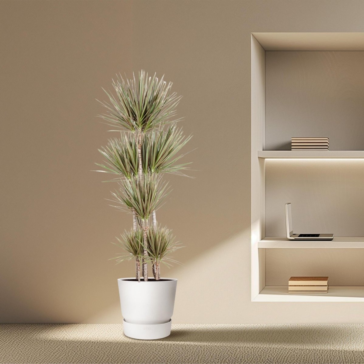 Dracaena Bicolor Carrousel 3 - LushLeaf | Online planten bestellen