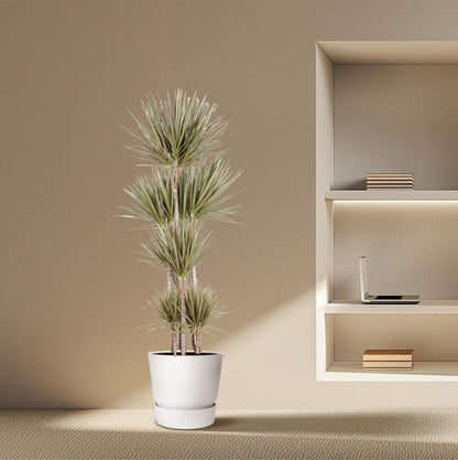 Dracaena Bicolor Carrousel 3 - LushLeaf | Online planten bestellen