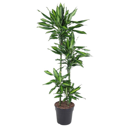 Dracaena Cintho 1 - LushLeaf | Online planten bestellen