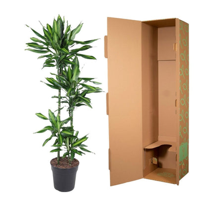 Dracaena Cintho 5 - LushLeaf | Online planten bestellen