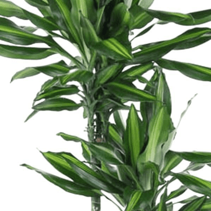 Dracaena Cintho 2 - LushLeaf | Online planten bestellen