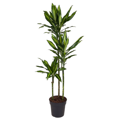 Dracaena Cintho 6 - LushLeaf | Online planten bestellen