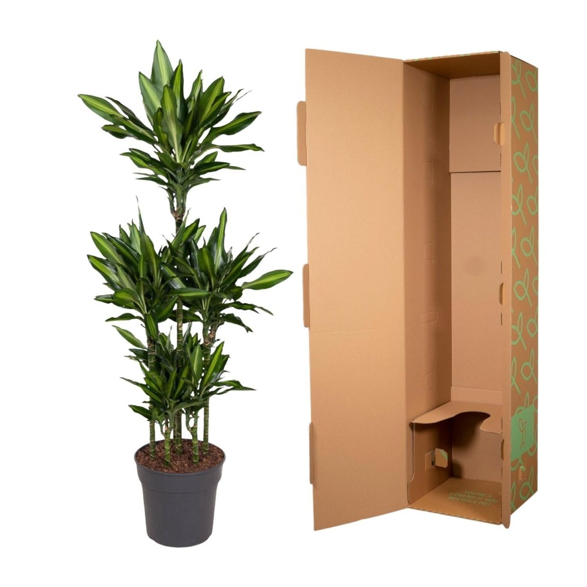 Dracaena Cintho Carrousel 5 - LushLeaf | Online planten bestellen