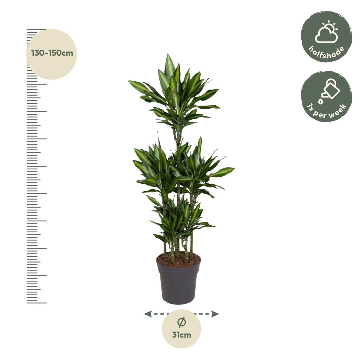 Dracaena Cintho Carrousel 4 - LushLeaf | Online planten bestellen