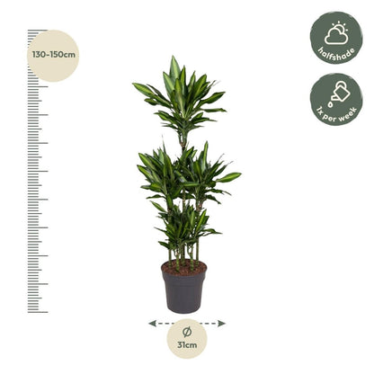 Dracaena Cintho Carrousel 4 - LushLeaf | Online planten bestellen