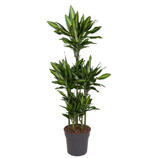 Dracaena Cintho Carrousel 1 - LushLeaf | Online planten bestellen