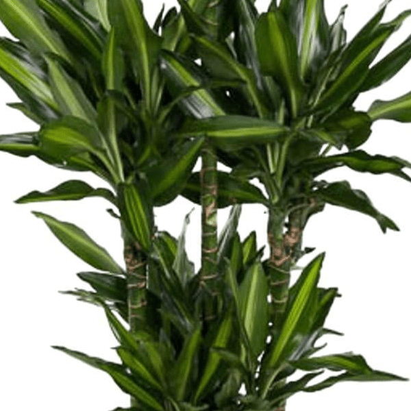 Dracaena Cintho Carrousel 2 - LushLeaf | Online planten bestellen