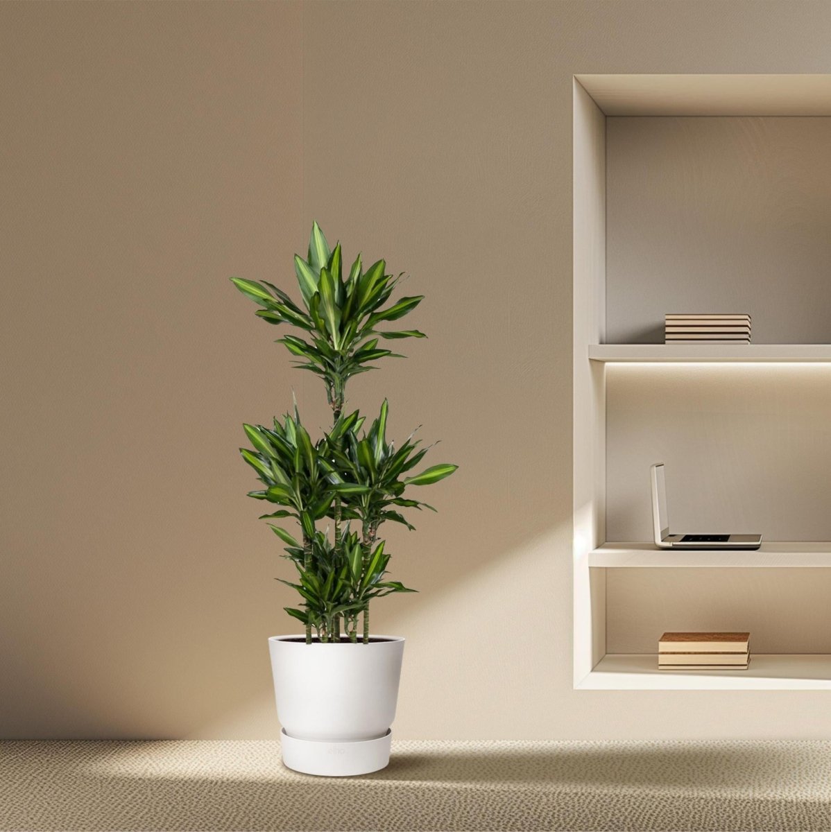 Dracaena Cintho Carrousel 3 - LushLeaf | Online planten bestellen