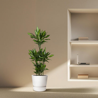 Dracaena Cintho Carrousel 3 - LushLeaf | Online planten bestellen