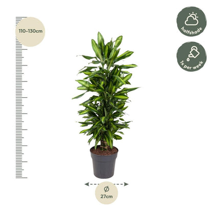 Dracaena Cintho vertakt 4 - LushLeaf | Online planten bestellen