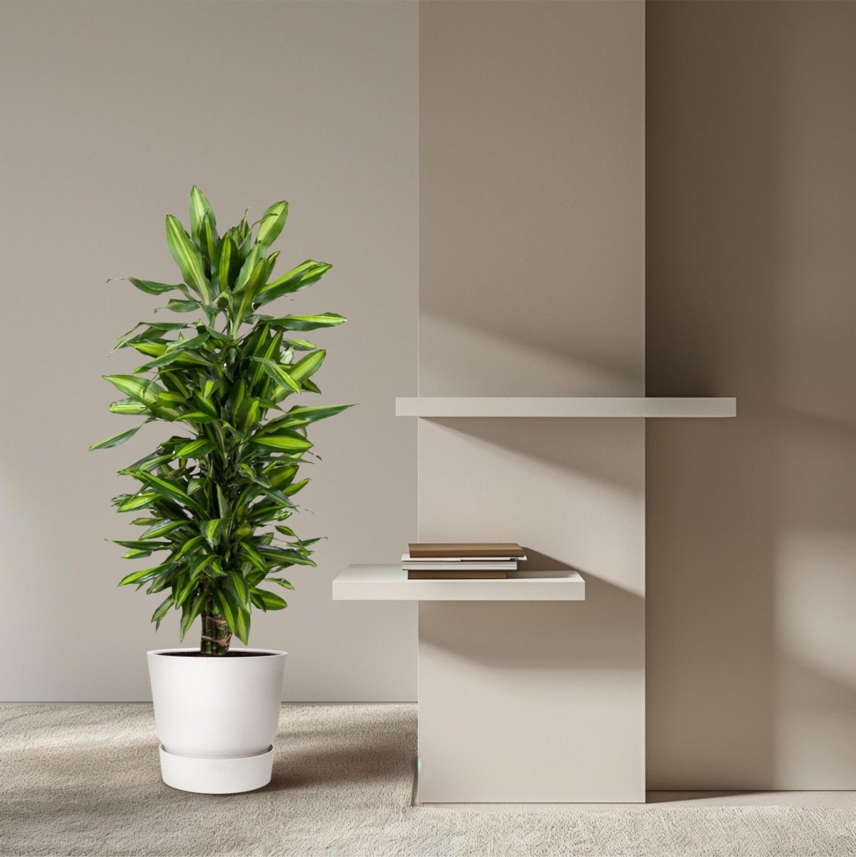 Dracaena Cintho vertakt 3 - LushLeaf | Online planten bestellen