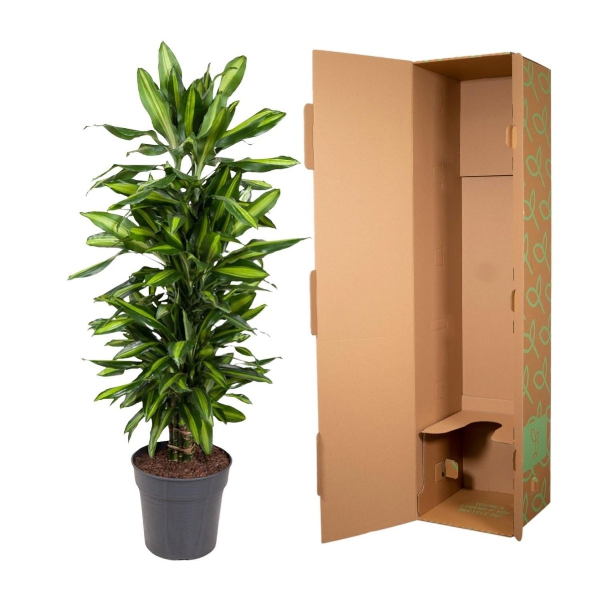 Dracaena Cintho vertakt 5 - LushLeaf | Online planten bestellen
