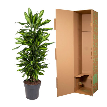 Dracaena Cintho vertakt 5 - LushLeaf | Online planten bestellen