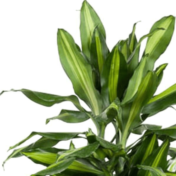Dracaena Cintho vertakt 2 - LushLeaf | Online planten bestellen