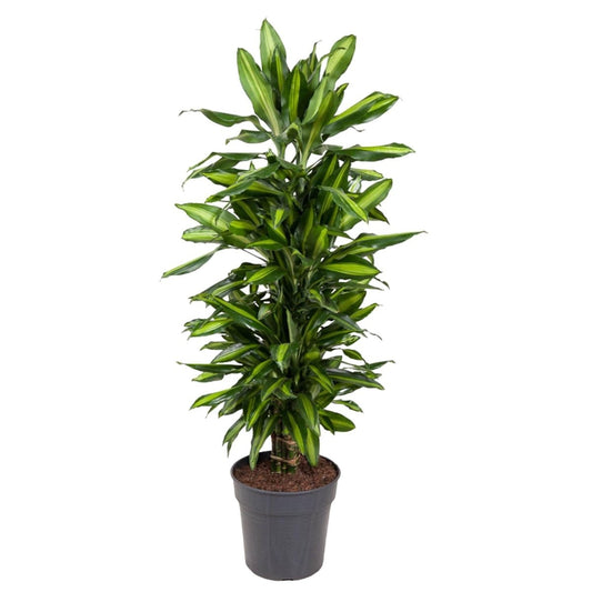 Dracaena Cintho vertakt 1 - LushLeaf | Online planten bestellen
