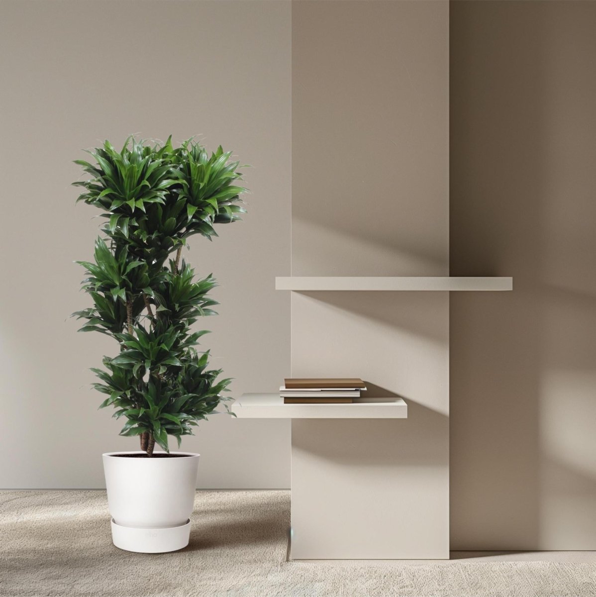 Dracaena Compacta 3 - LushLeaf | Online planten bestellen