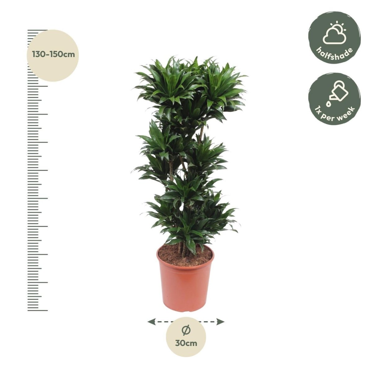 Dracaena Compacta 4 - LushLeaf | Online planten bestellen