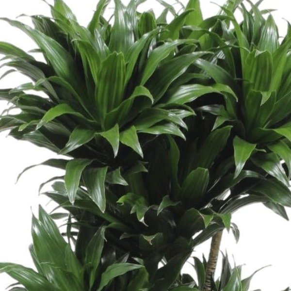 Dracaena Compacta 2 - LushLeaf | Online planten bestellen