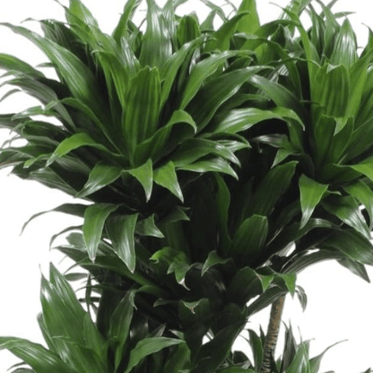 Dracaena Compacta 2 - LushLeaf | Online planten bestellen