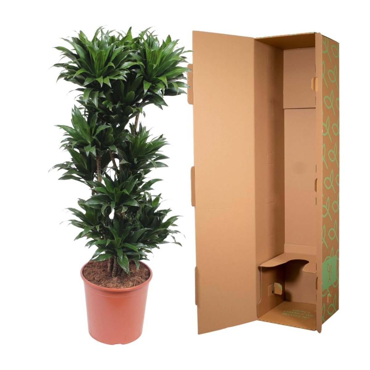 Dracaena Compacta 5 - LushLeaf | Online planten bestellen