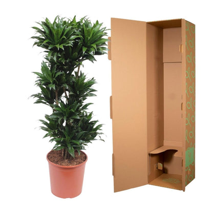 Dracaena Compacta 5 - LushLeaf | Online planten bestellen