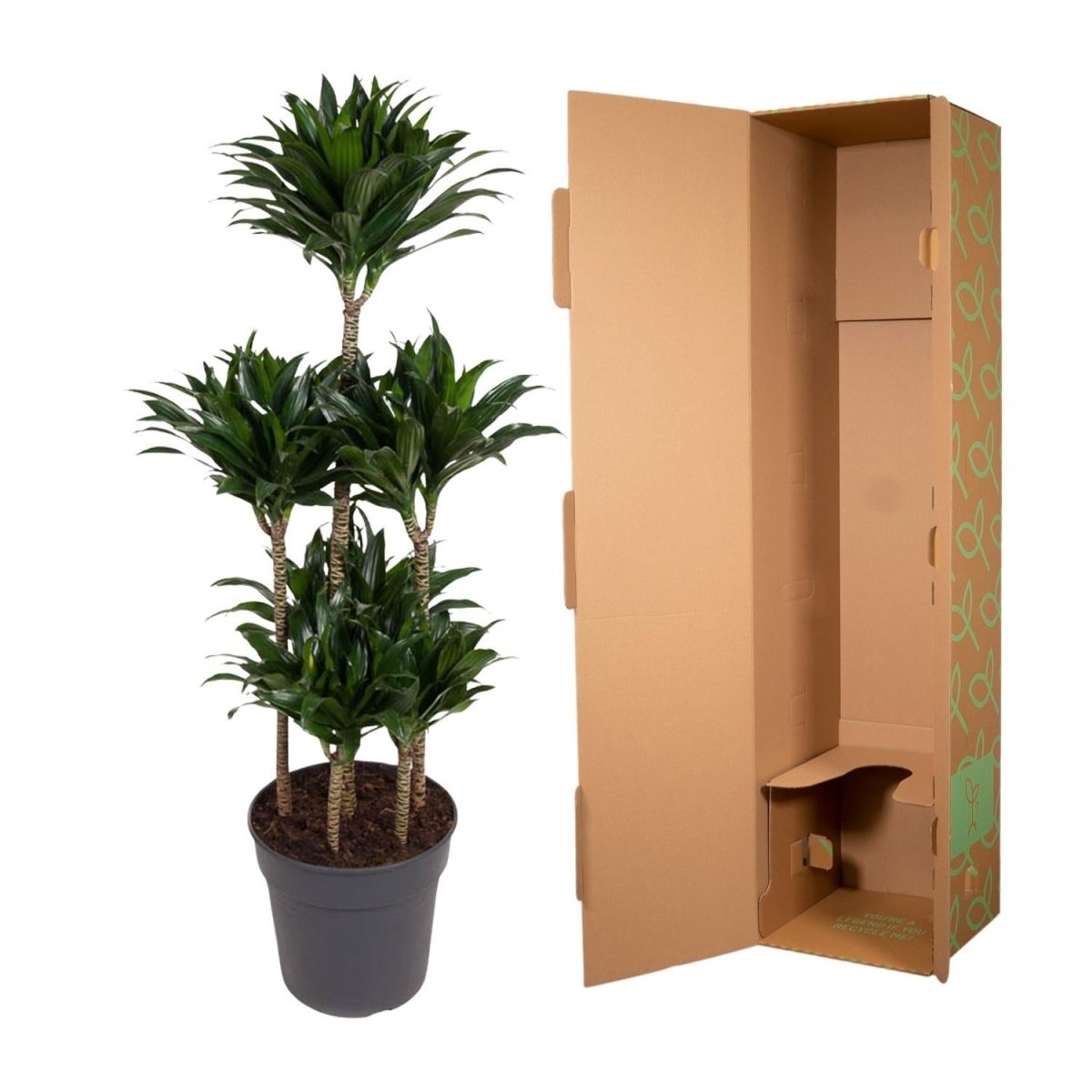 Dracaena Compacta Carrousel 5 - LushLeaf | Online planten bestellen