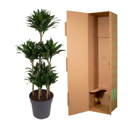 Dracaena Compacta Carrousel 5 - LushLeaf | Online planten bestellen