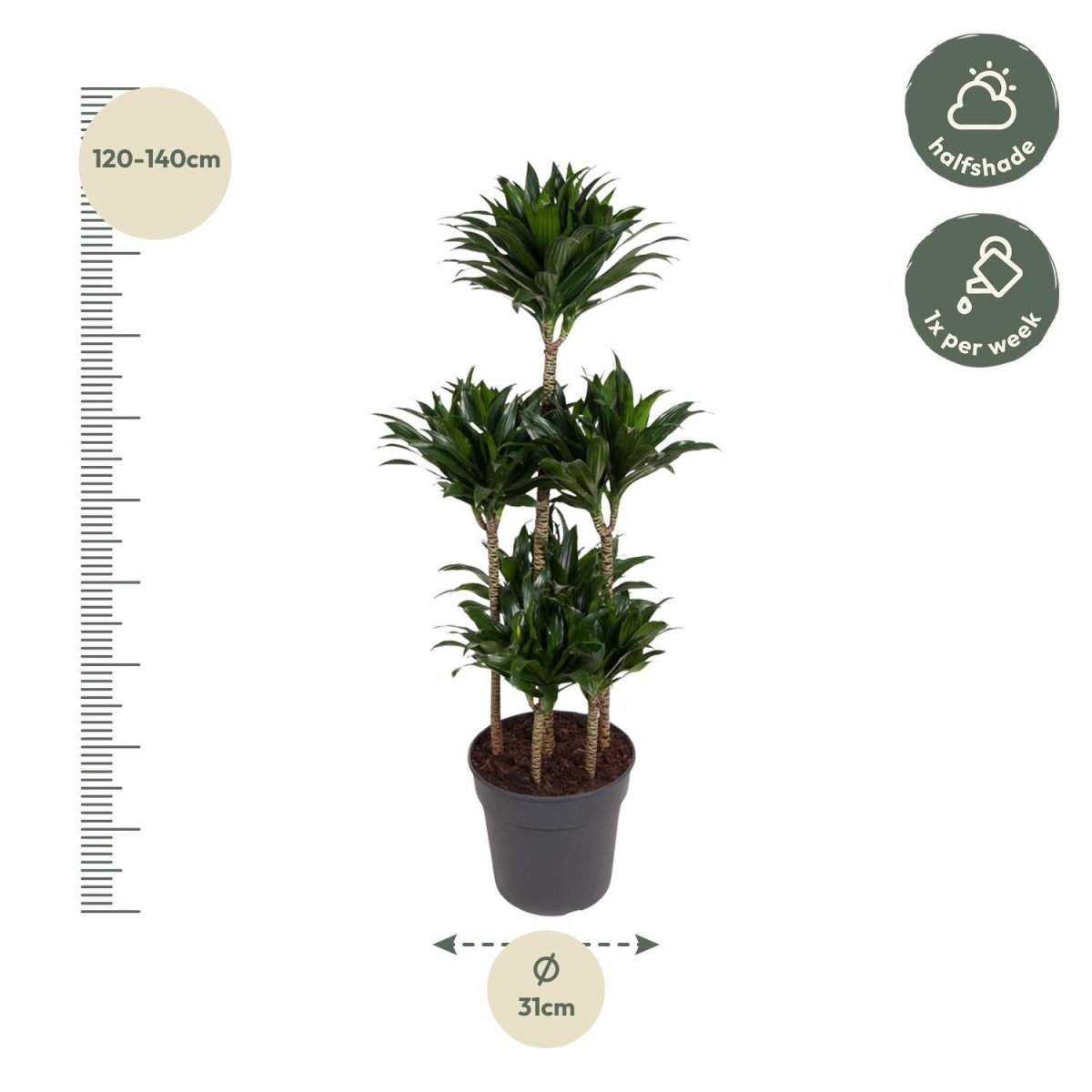 Dracaena Compacta Carrousel 4 - LushLeaf | Online planten bestellen