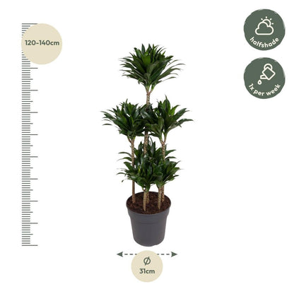 Dracaena Compacta Carrousel 4 - LushLeaf | Online planten bestellen